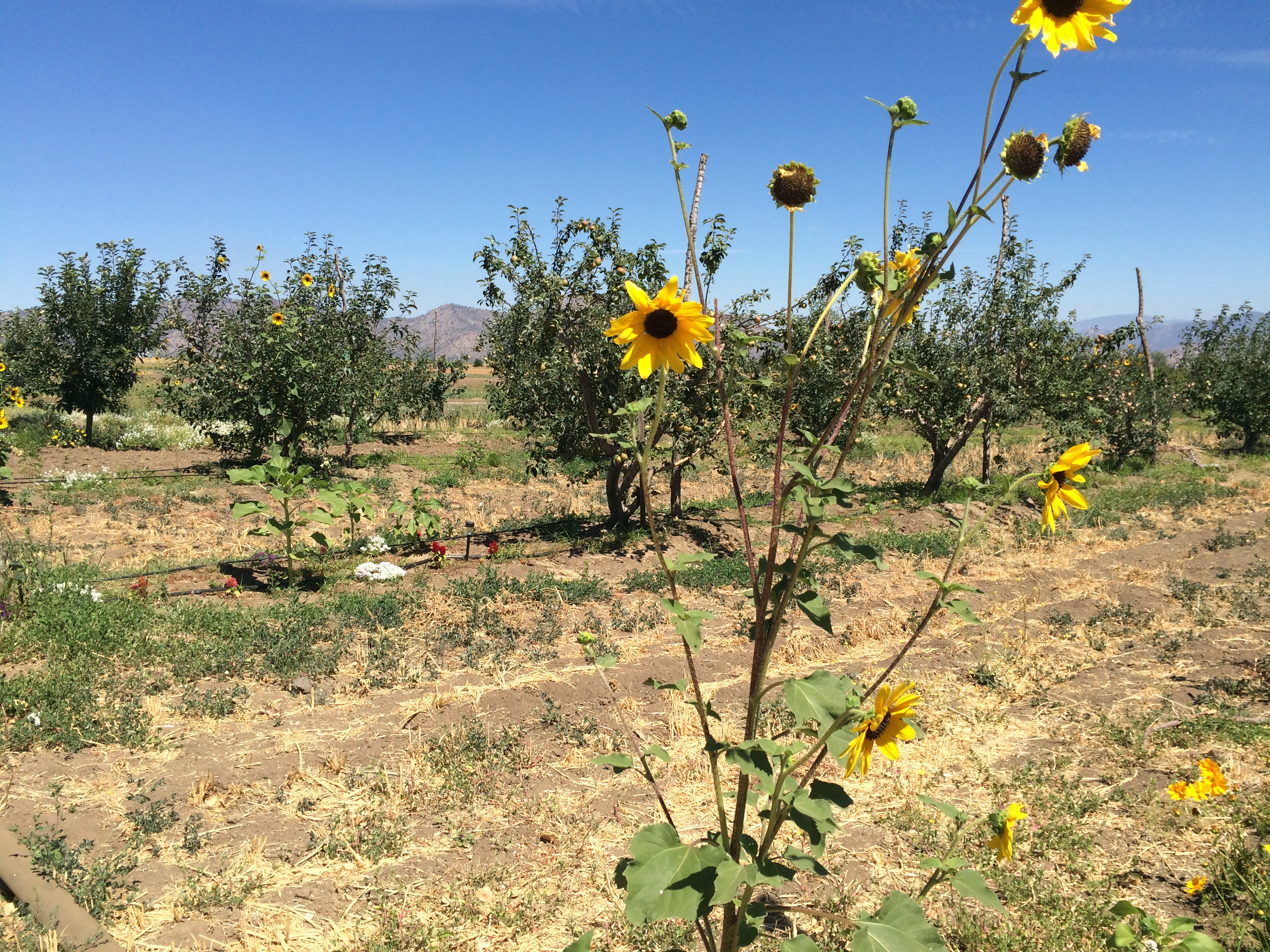 S1E02 Alex Weiser from Weiser Family Farms, Tehachapi, California episode artwork