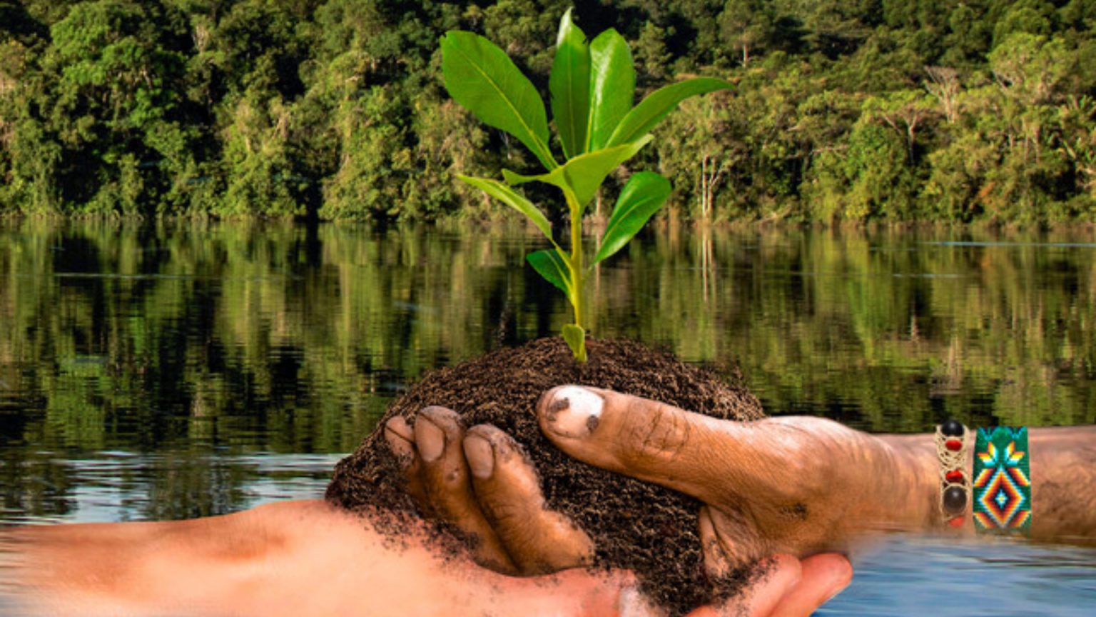 La Reforestación, vital para la biodiversidad y el suelo