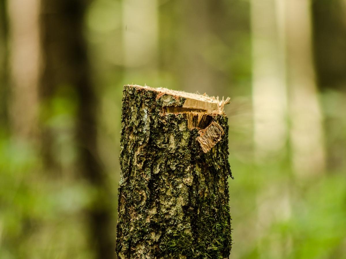 Deforestación, genera un alto impacto para los bosques