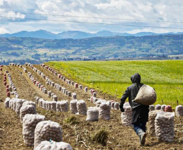 ‘Sumercé’, la iniciativa que apoya a los productores del campo