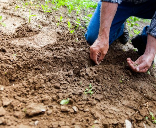 Conoce la historia detrás del día del campesino
