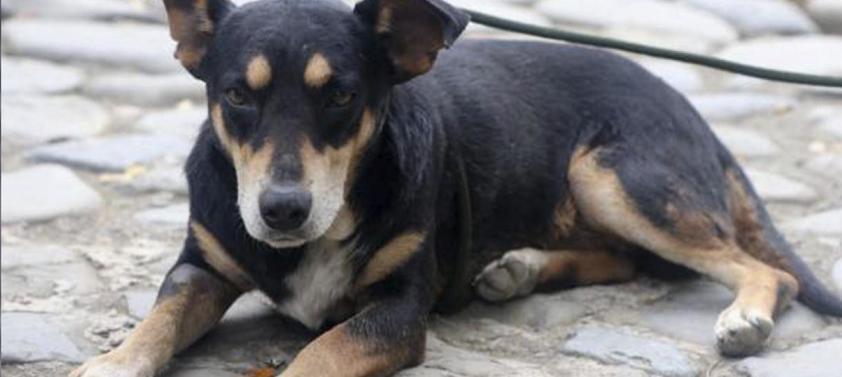 Maltrato animal