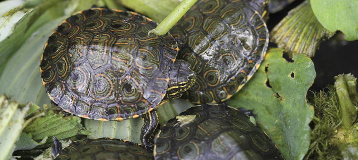 Tortugas liberadas