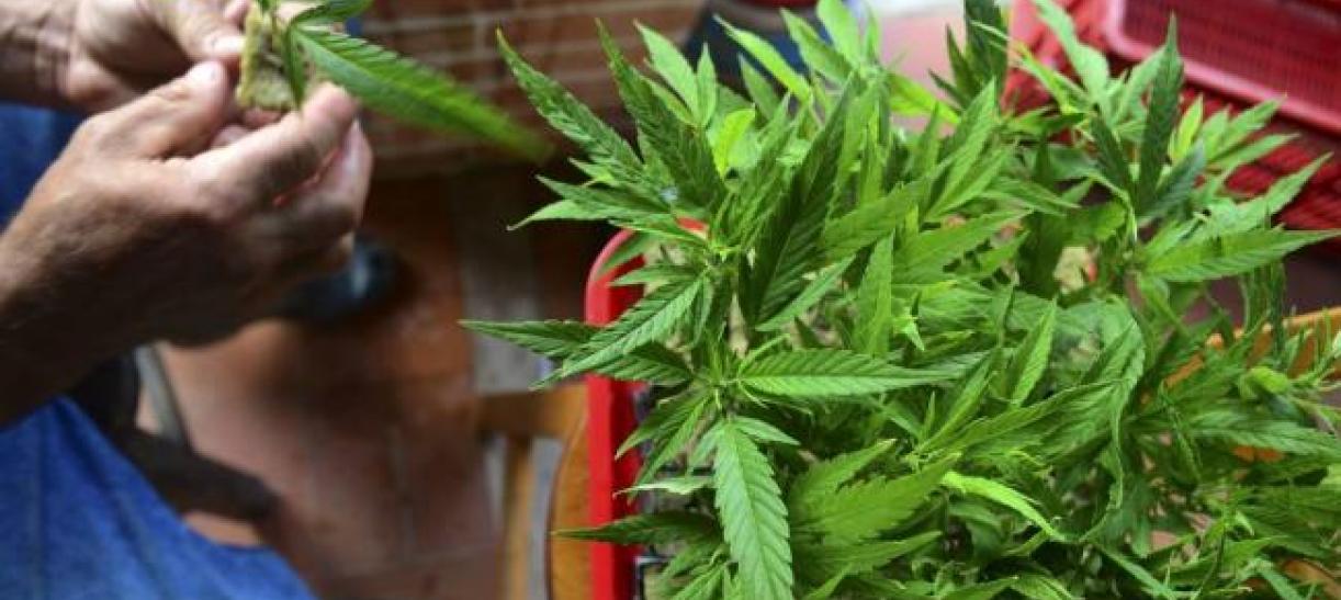 Marihuana recreativa