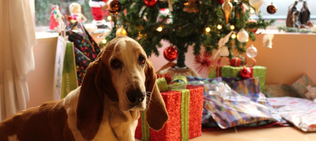 Consejos para cuidar a mascotas de la pólvora