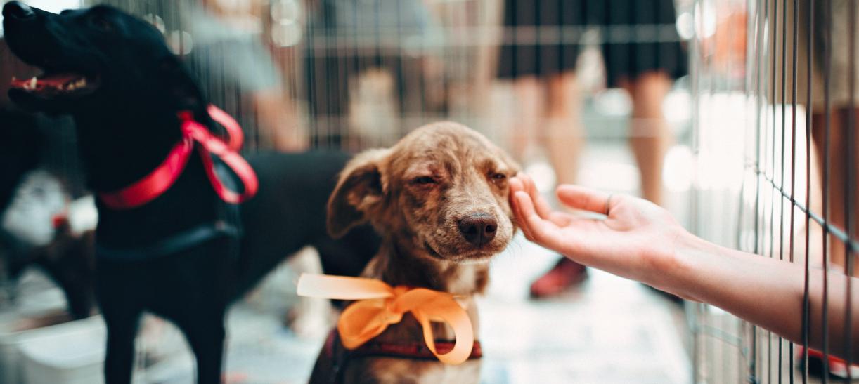 Venta de animales en plazas de mercado