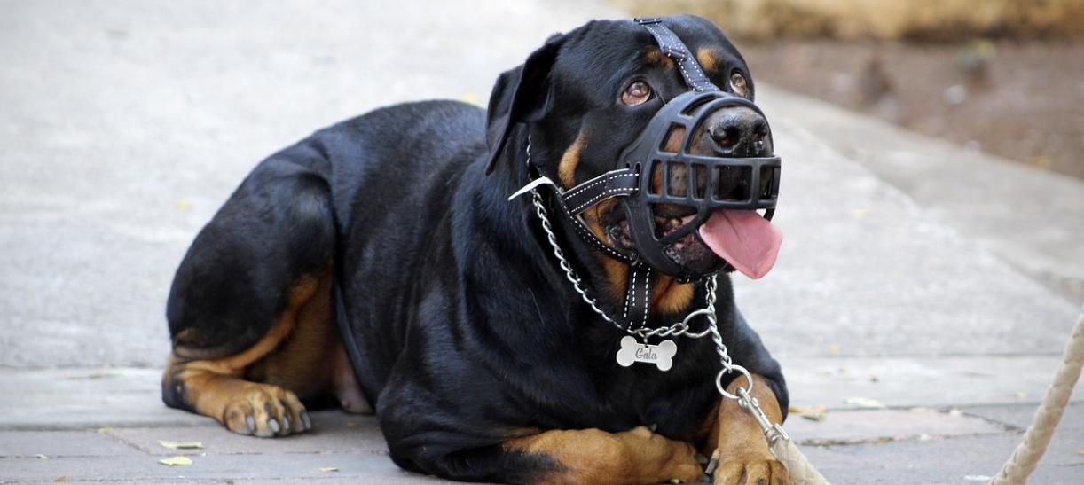 perros potencialmente peligrosos