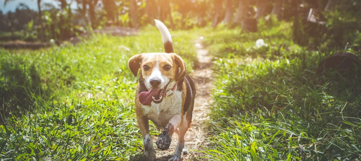 3 hábitos para tener una mascota sana y activa