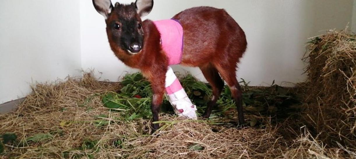 venado en Bogotá