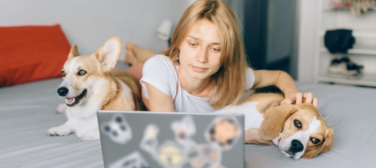 Proteger a tus perros y gatos de la pólvora