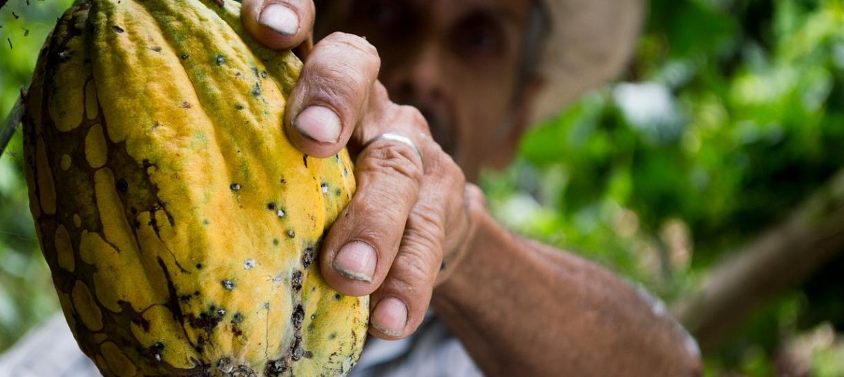 Campesino cacaotero colombiano. Ilustra nota sobre 'Certificatón Agro 2022’.