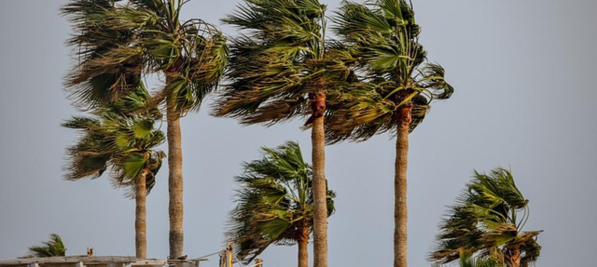 Palmeras en una playa. Ilustra nota sobre depresión tropical 13.