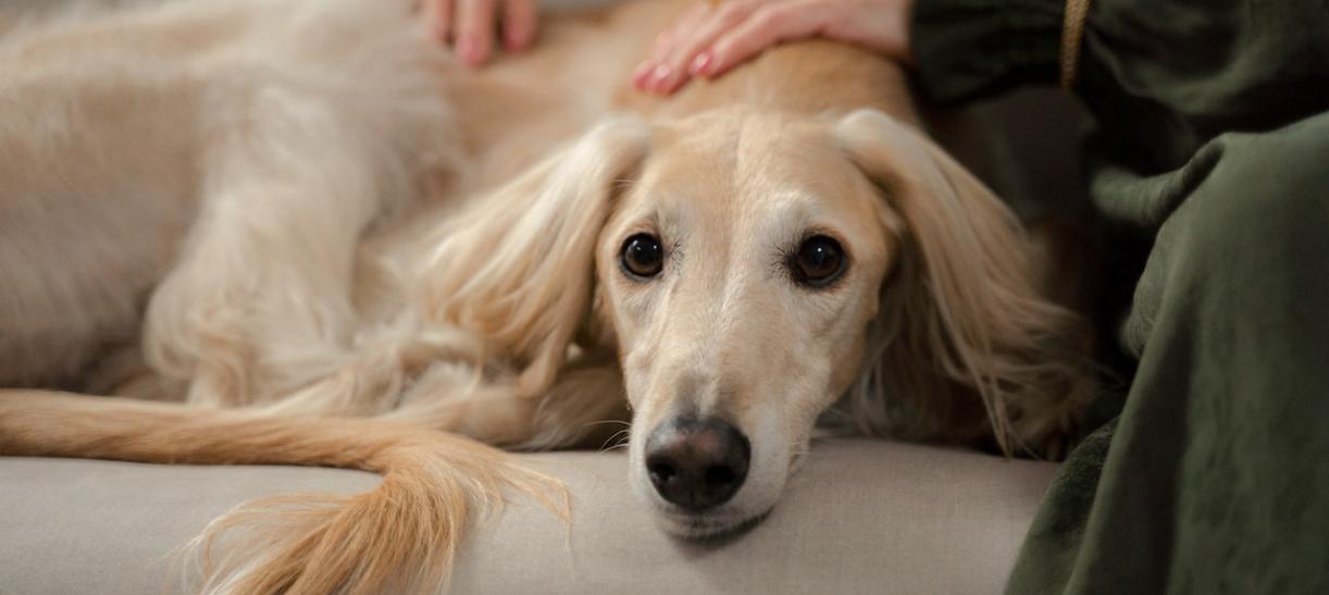 Animales para beneficiar la salud