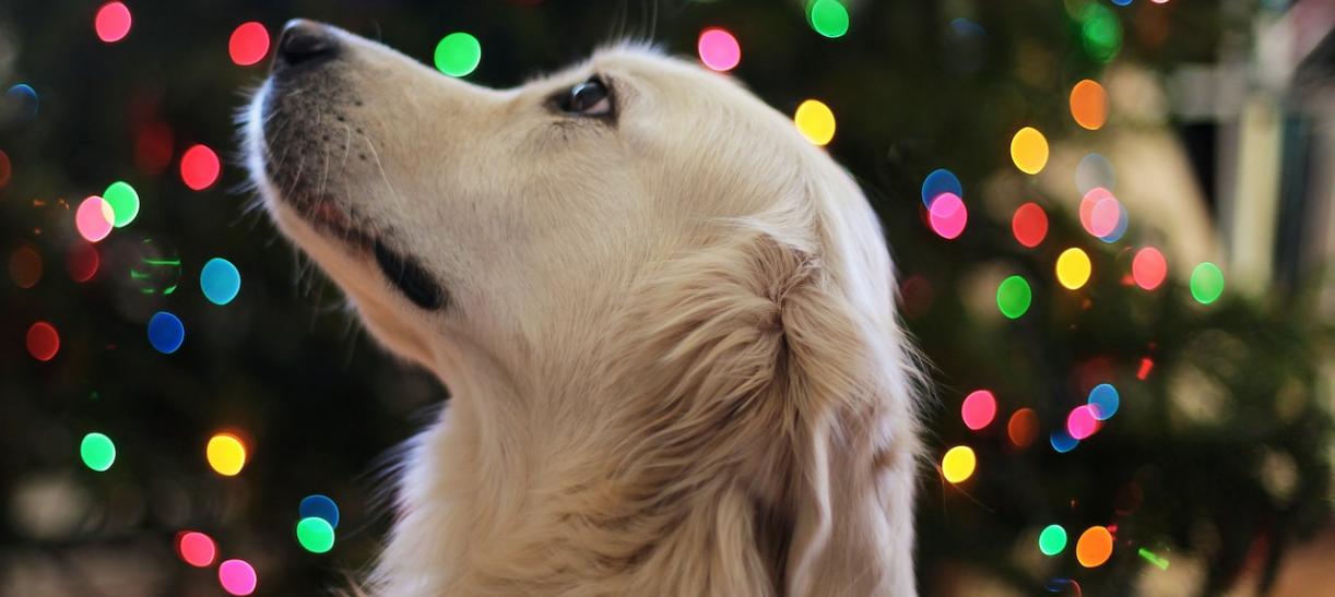 Protege a tu mascota de la pólvora 