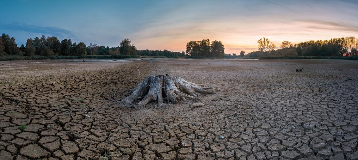 Terreno rural con grietas, arbol talado y señales de sequía. ilustra nota sobre fenómeno de El Niño.