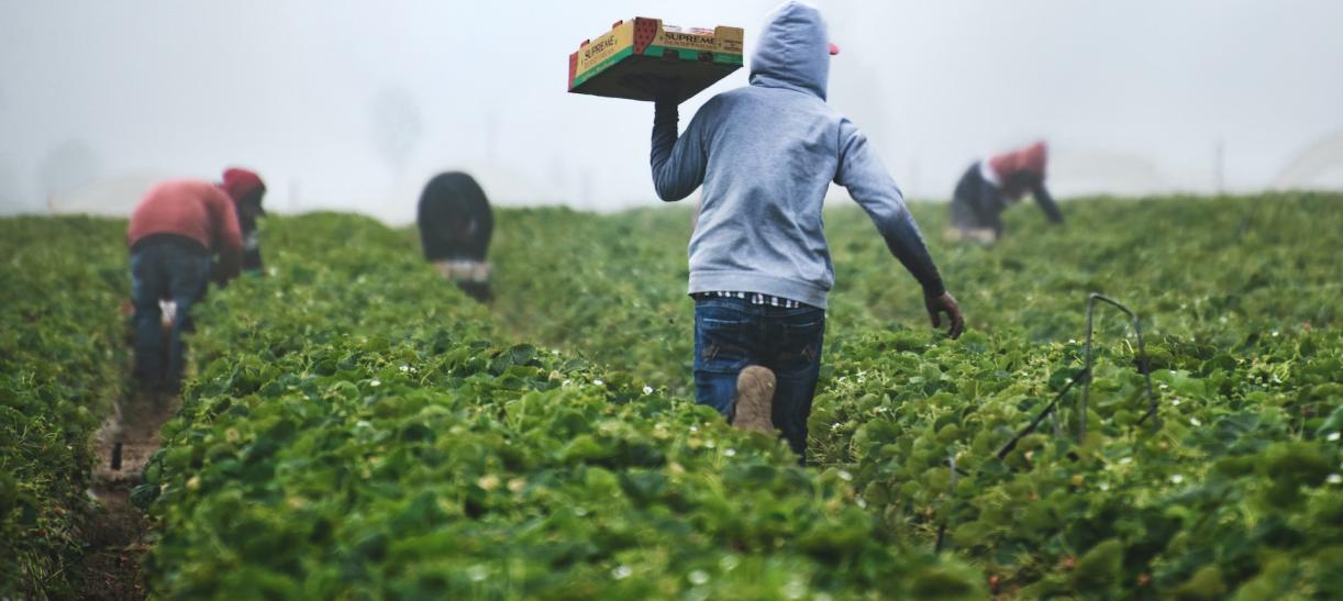 Personas trabajan en cultivo en el campo.