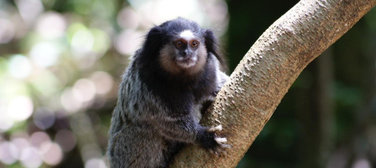 El mono Tití, especie endémica en Colombia