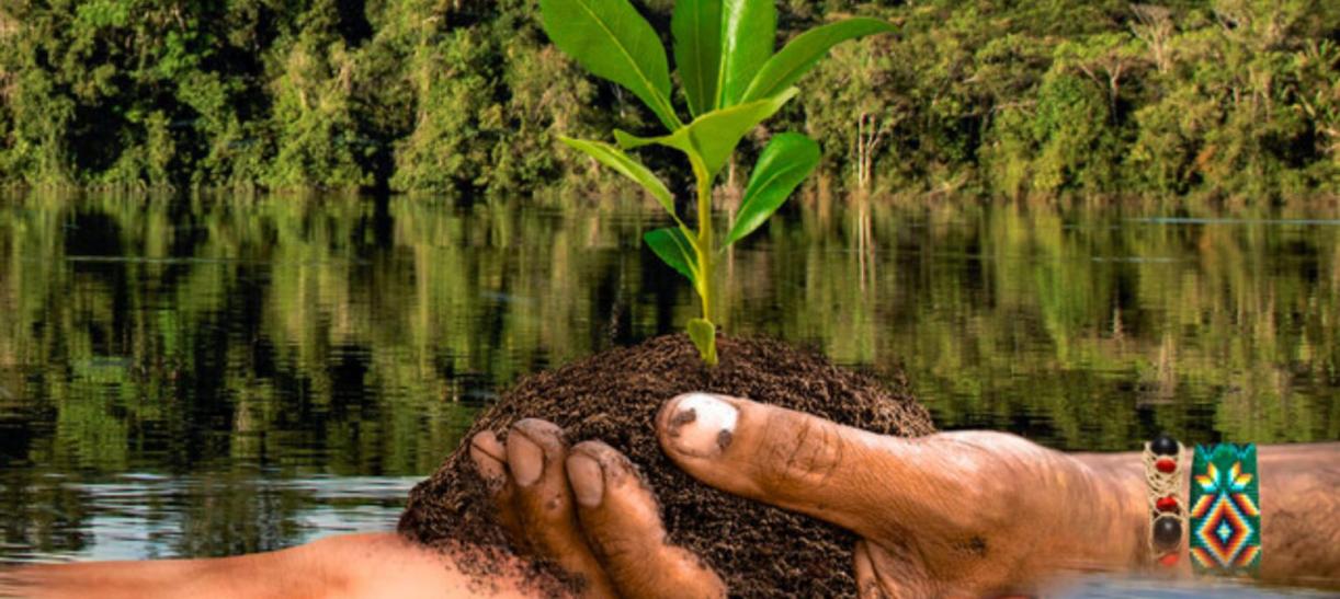 La Reforestación, vital para la biodiversidad y el suelo