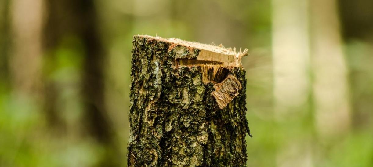 Deforestación, genera un alto impacto para los bosques