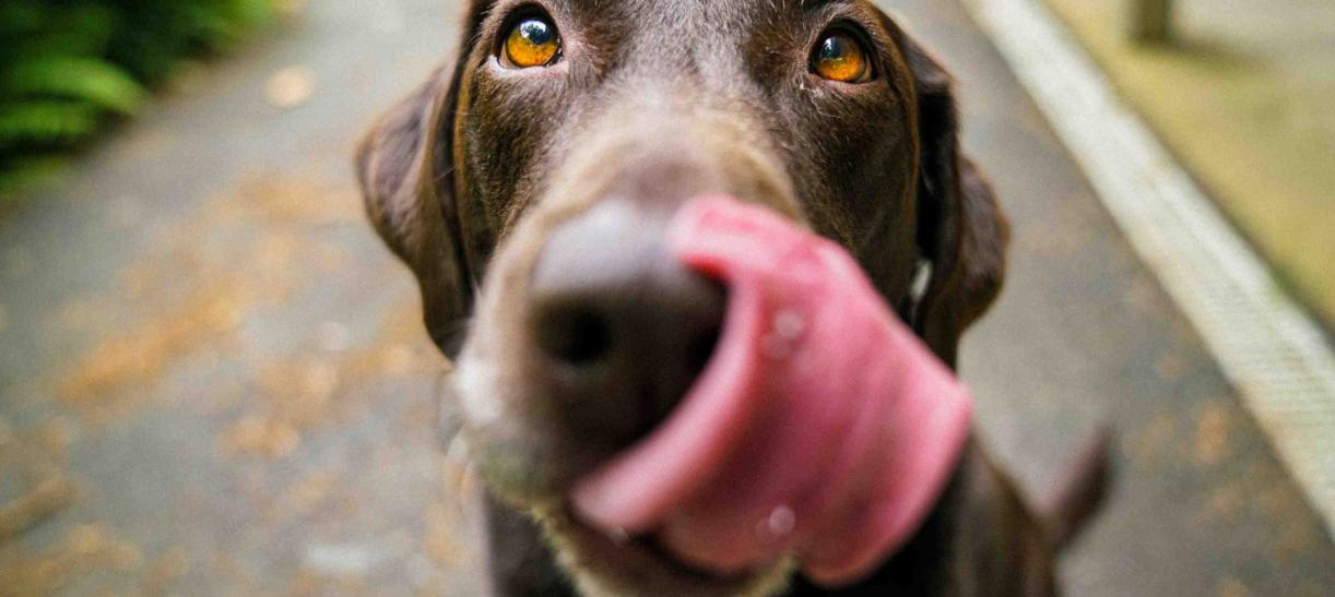 Un perro fue reconocido como un miembro más de la familia por el Tribunal Superior de Bogotá