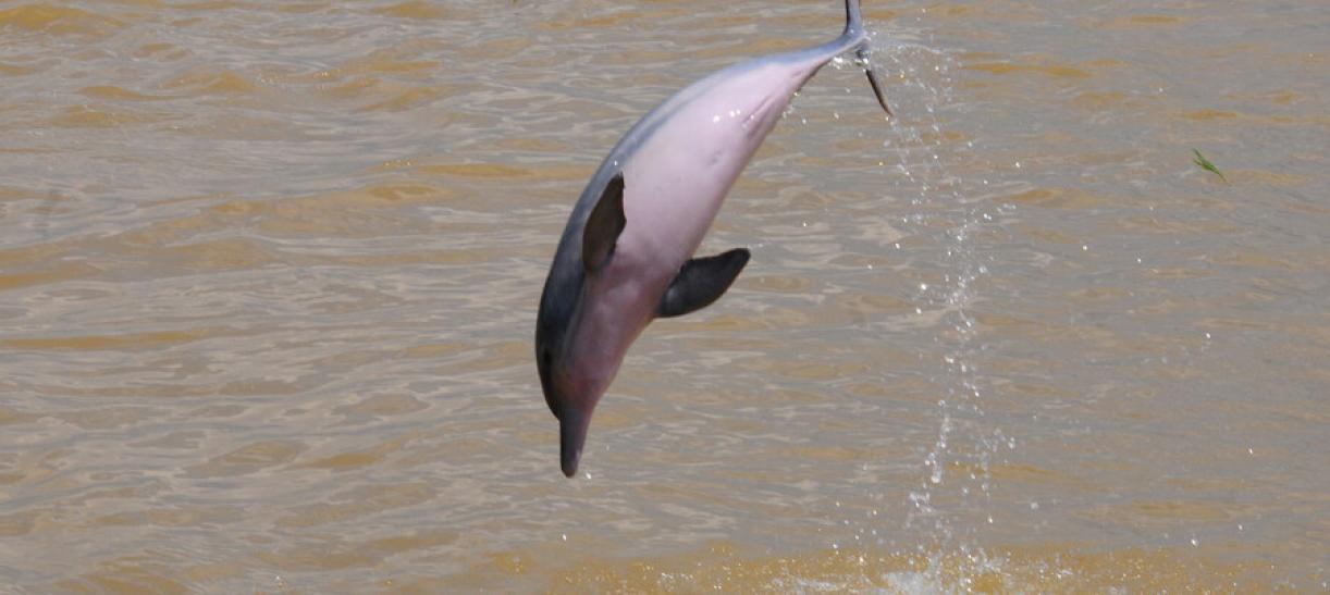 Delfines de río: Colombia firma declaración para protegerlos.