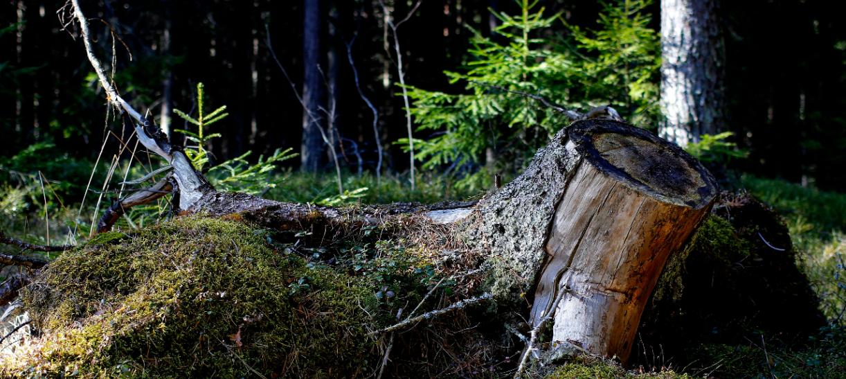 5 Hábitos que ayudan a cuidar el medio ambiente
