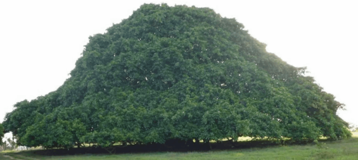 El árbol más grande de Colombia, una promesa de amor