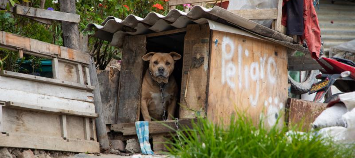 Jornada de esterilización especial para mascotas con condiciones clínicas en La Candelaria