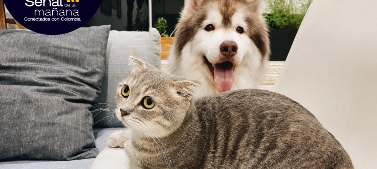 Derechos de los animales