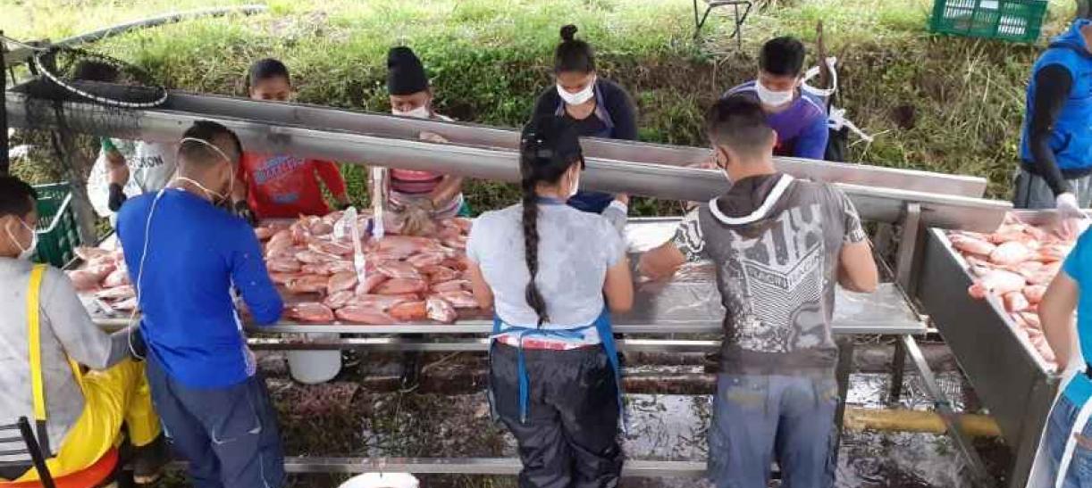 emprendimiento farc