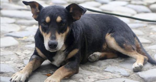 Estas son las condenas en Colombia por maltrato animal