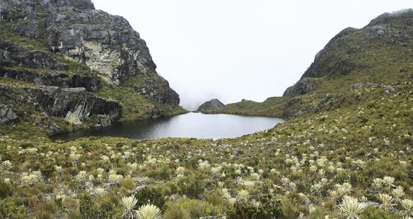 Páramos por la vida: la propuesta que protege estos ecosistemas