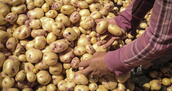 El nuevo subsidio para mitigar la crisis de los paperos