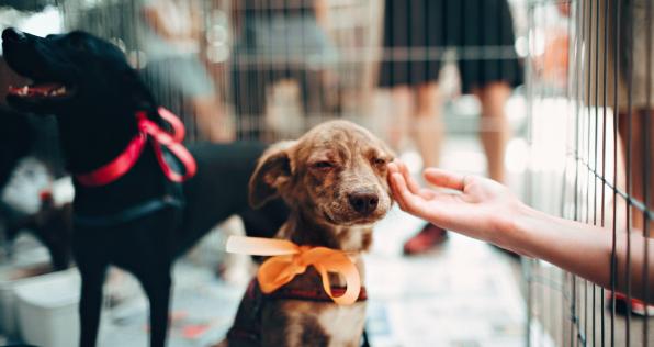 ¡No más venta de animales vivos en las plazas de mercado!