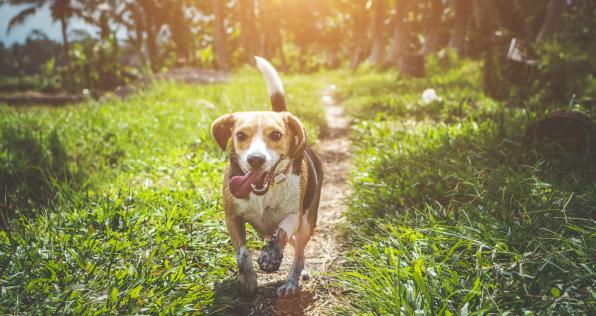 Tips para entender el lenguaje corporal de tu perro
