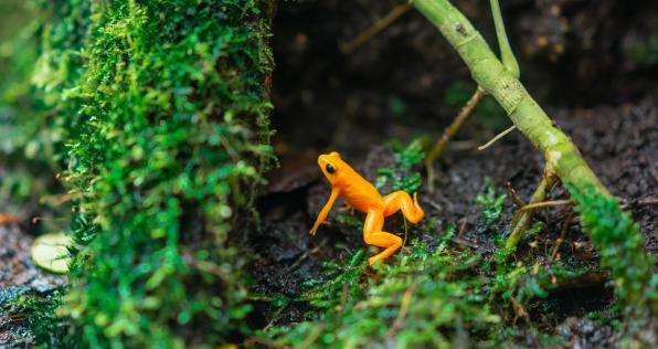 Conoce 5 especies únicas que solo verás en Colombia 