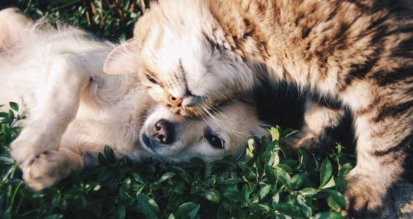 Lo que debes saber antes de adoptar una mascota