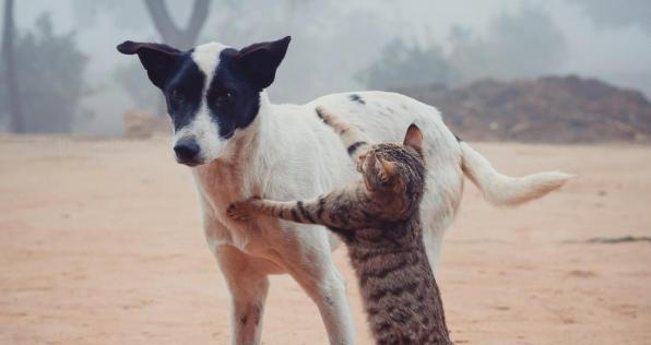 Cédula para perros y gatos: la estrategia contra el abandono