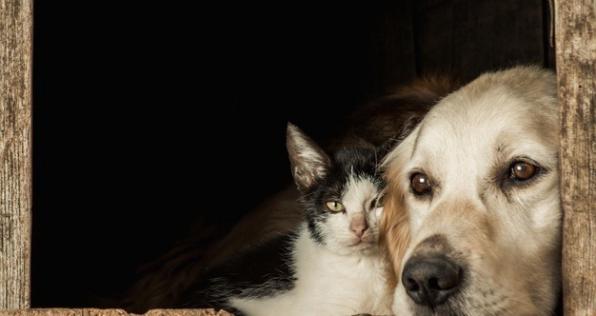 ¿Quieres adoptar a un clic? Así puedes encontrar a tu futuro 'amigo de cuatro patas'