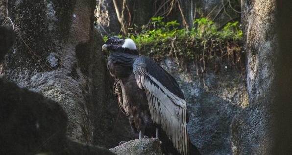 ¿Cuántos cóndores quedan en Colombia? Conoce su estado aquí