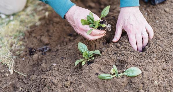 Sembratón Nacional: cómo ayudar a llegar a 5 millones de árboles en Colombia