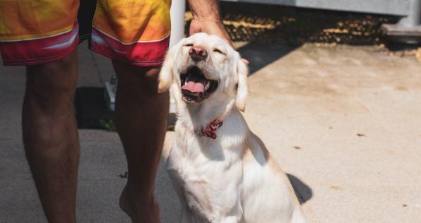 ¡Agranda tu familia con nueva jornada de adopción de perros y gatos!