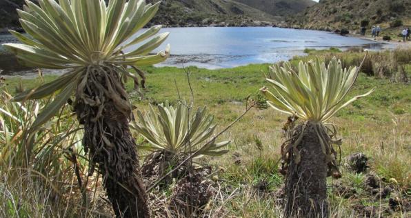 ¡Conviértete en embajador de los páramos y ayuda al Frailejón Ernesto Pérez!