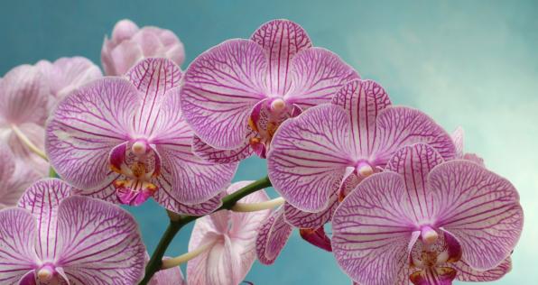 Paraíso floral: 5 flores colombianas que nos conquistan