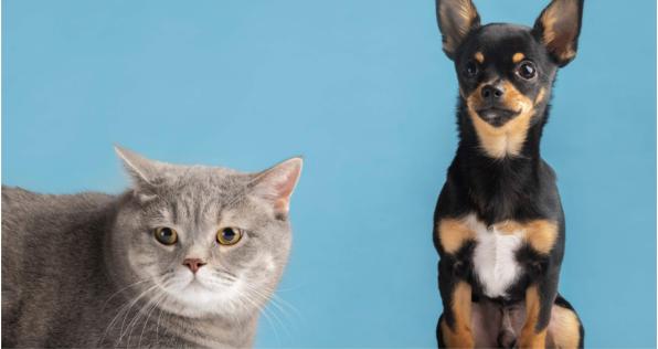 ¿Quieres esterilizar a tu mascota? Accede a los turnos gratuitos para noviembre