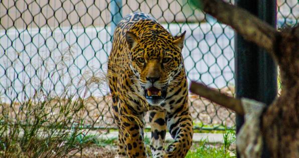 ¿Cuáles son las especies silvestres emblemáticas más amenazadas en Colombia?