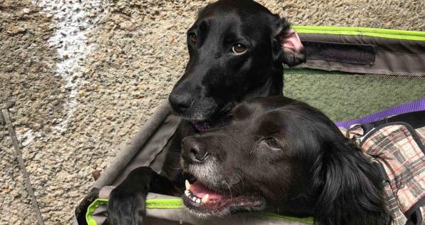 Planea el viaje con tu amigo peludo: ¿cómo puedes viajar con tu mascota fuera del país? 