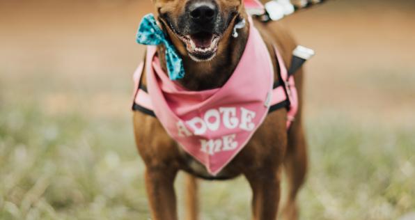 Adoptar en vez de comprar: ayuda a un peludito en estas jornadas de adopción