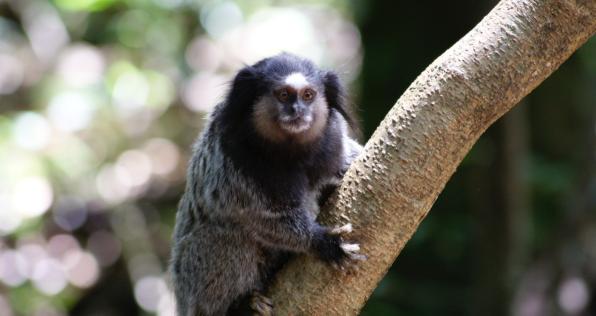 Las especies únicas de Colombia que debemos cuidar y proteger