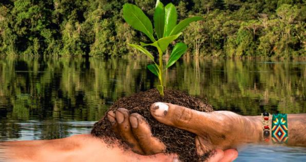 Reforestación, una solución vital para la restauración del medioambiente